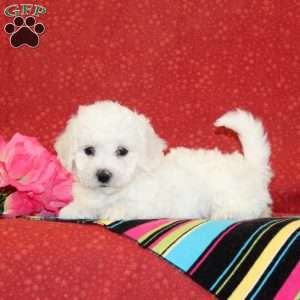 Tulip, Bichon Frise Puppy